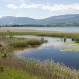 La Grande Cariçaie se réjouit de la bonne réussite globale de la reproduction pour les oiseaux des marais (archives). KEYSTONE/LAURENT GILLIERON